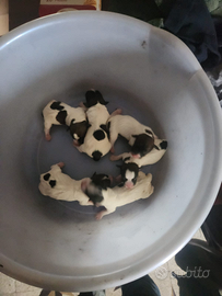 Cuccioli jack Russel broken