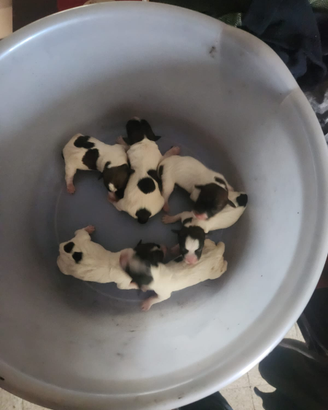 Cuccioli jack Russel broken