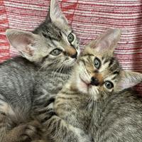 Gattini, cuccioli di gatto