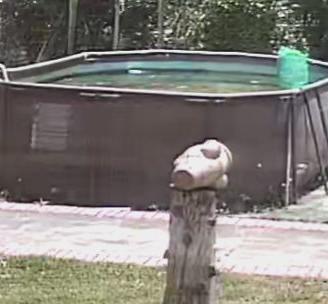 piscina ovale 