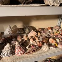 Collezione di onchiglie