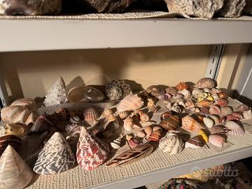 Collezione di onchiglie