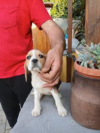Beagle cuccioli