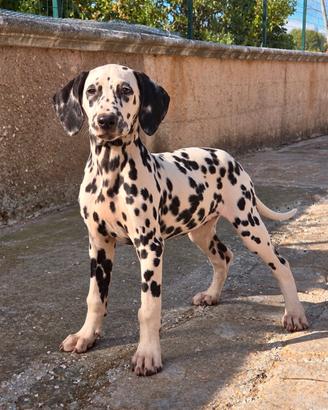 dalmata cucciola 