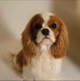 Cavalier King Charles Spaniel