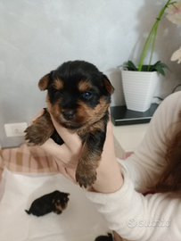 Cucciola Yorkshire no toys