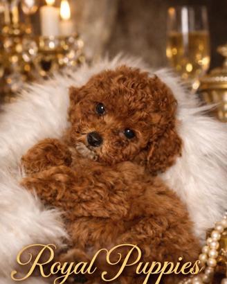 Cuccioli di barboncino varie taglie