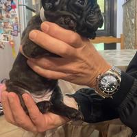 Buldog francese bringee