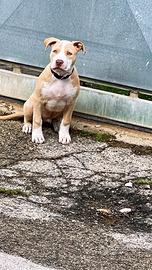 Cucciolo di American Pitbull