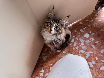Maschietto Maine coon