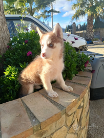 Siberian husky
