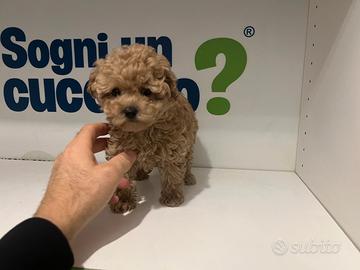 Barboncini mini toy albicocca subito disponibili