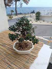 bonsai olmo cinese e olivastro 