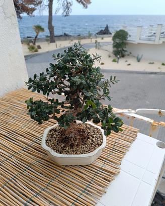 bonsai olmo cinese e olivastro 