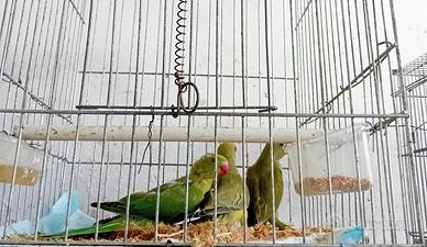Pappagalli Parrocchetti dal collare