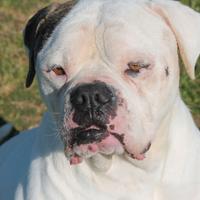 Adozione simpatico bulldog americano in canile