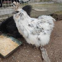 Gallina moroseta