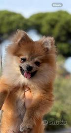 Spitz tedesco nano con certificato Enci