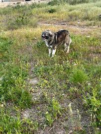 Cucciolone pastore del Caucaso