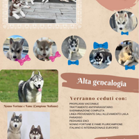 Siberian husky Cuccioli