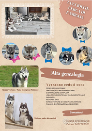 Siberian husky Cuccioli
