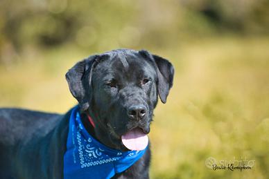 Adozione ARTURO giovane derivato corso in canile