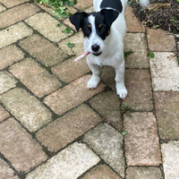 Jack Russel furbissima