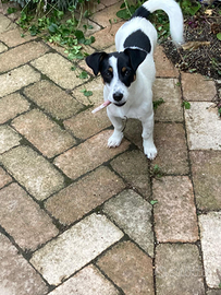 Jack Russel furbissima