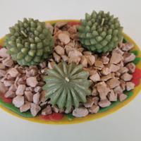 candele cactus in vaso di terracotta dipinto a man