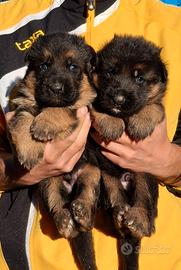 Cuccioli pastore tedesco