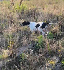 Pointer inglese femmina