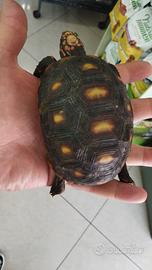 Coppia di tartarughe carbonarie