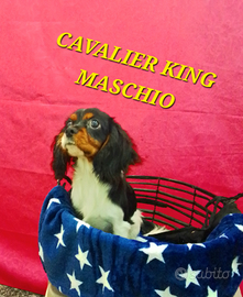 Cavalier King maschio 4 mesi