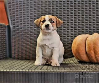 Jack russel cucciolA