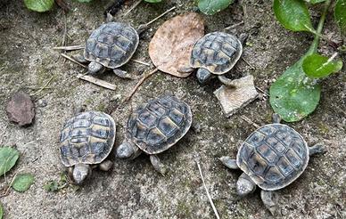 Tartarughe hermanni