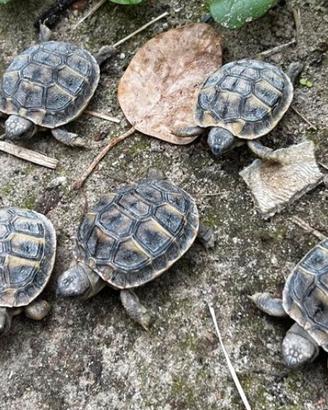 Tartarughe hermanni