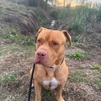 Pitbull red nose