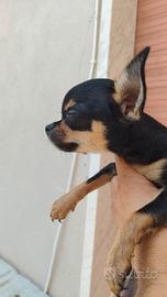 Chihuahua Toy mix messicano