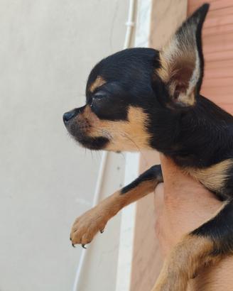 Chihuahua Toy mix messicano