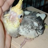 Calopsite semi svezzato