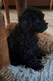 Barboncino maschio Nano