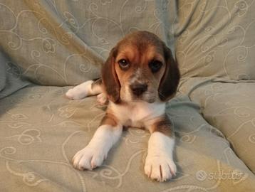 Beagle puro