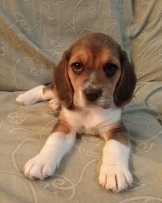 Beagle puro