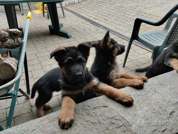 Cuccioli Pastore Tedesco