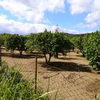 Rif.RI510| terreno agricolo sant'ilario dello ion