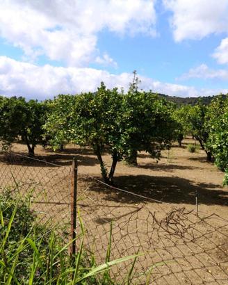 Rif.RI510| terreno agricolo sant'ilario dello ion