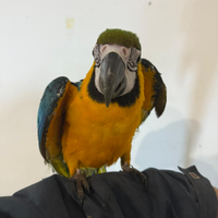 Ara ararauna docile