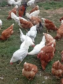 Galline 