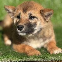 Shiba Inu