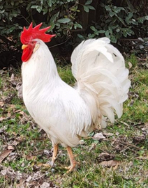 Gallo livornese